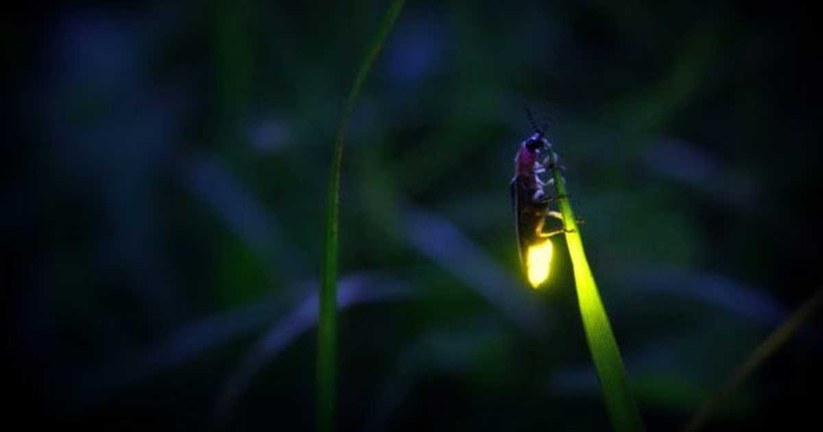 Fireflies Extinction: Learn To Help