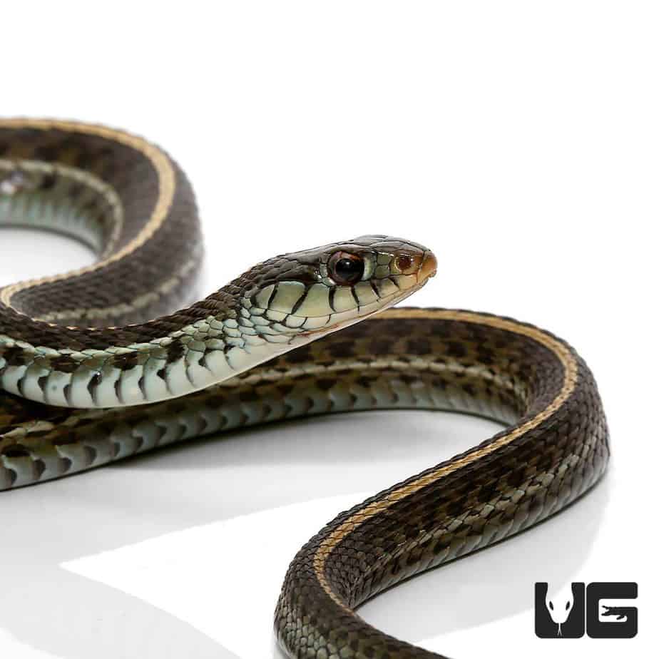 Florida Blue Garter Snakes For Sale Underground Reptiles