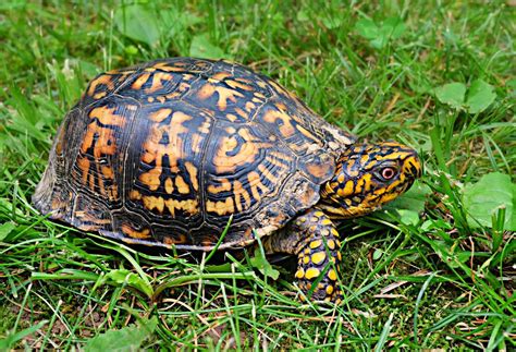 Florida Box Turtle: Care And Habitat Tips