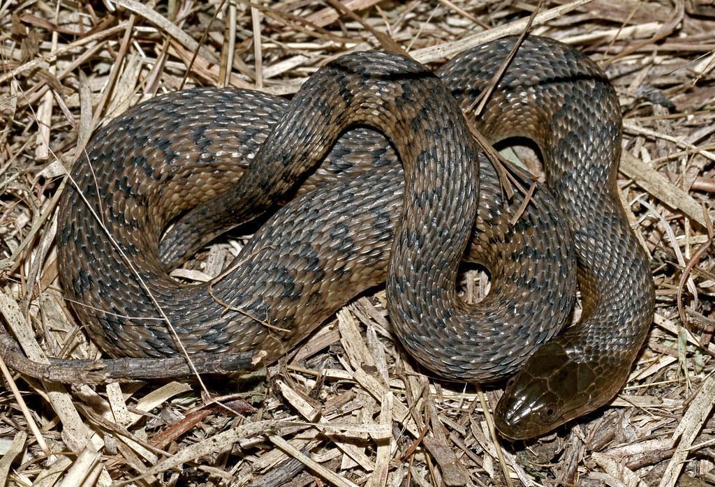 Florida Snake Photos: Field Guide