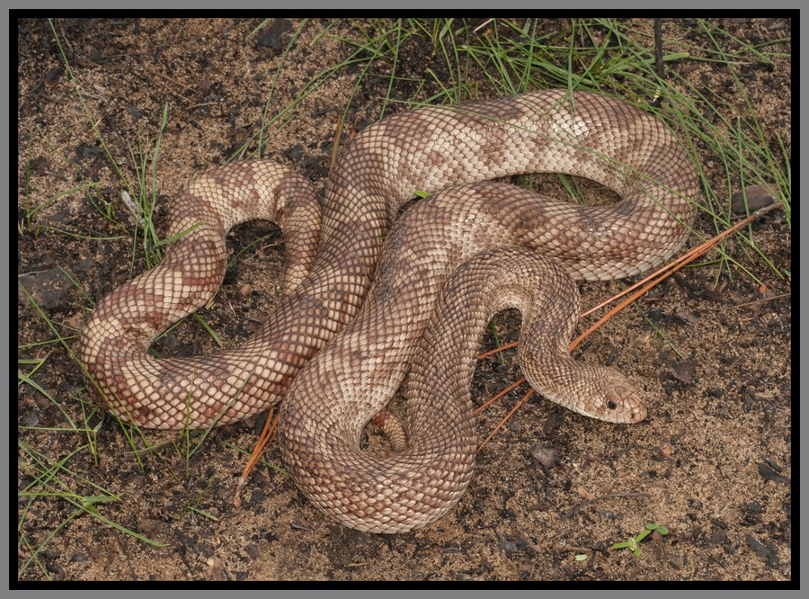 Florida Snakes Pictures And Identification Help