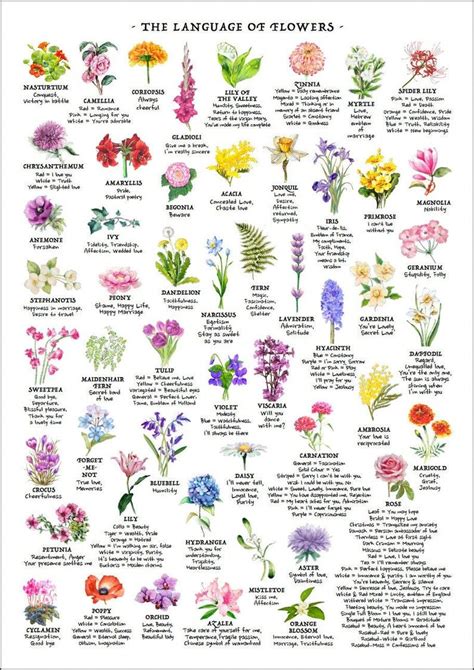 Flowers Language Guide: Decode Meanings