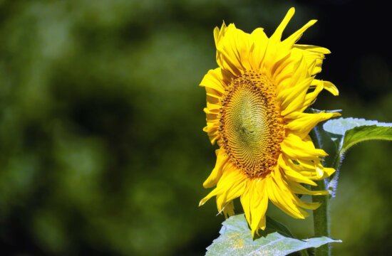 Free Picture Leaf Nature Summer Flora Sunflower Flower Petal Plant