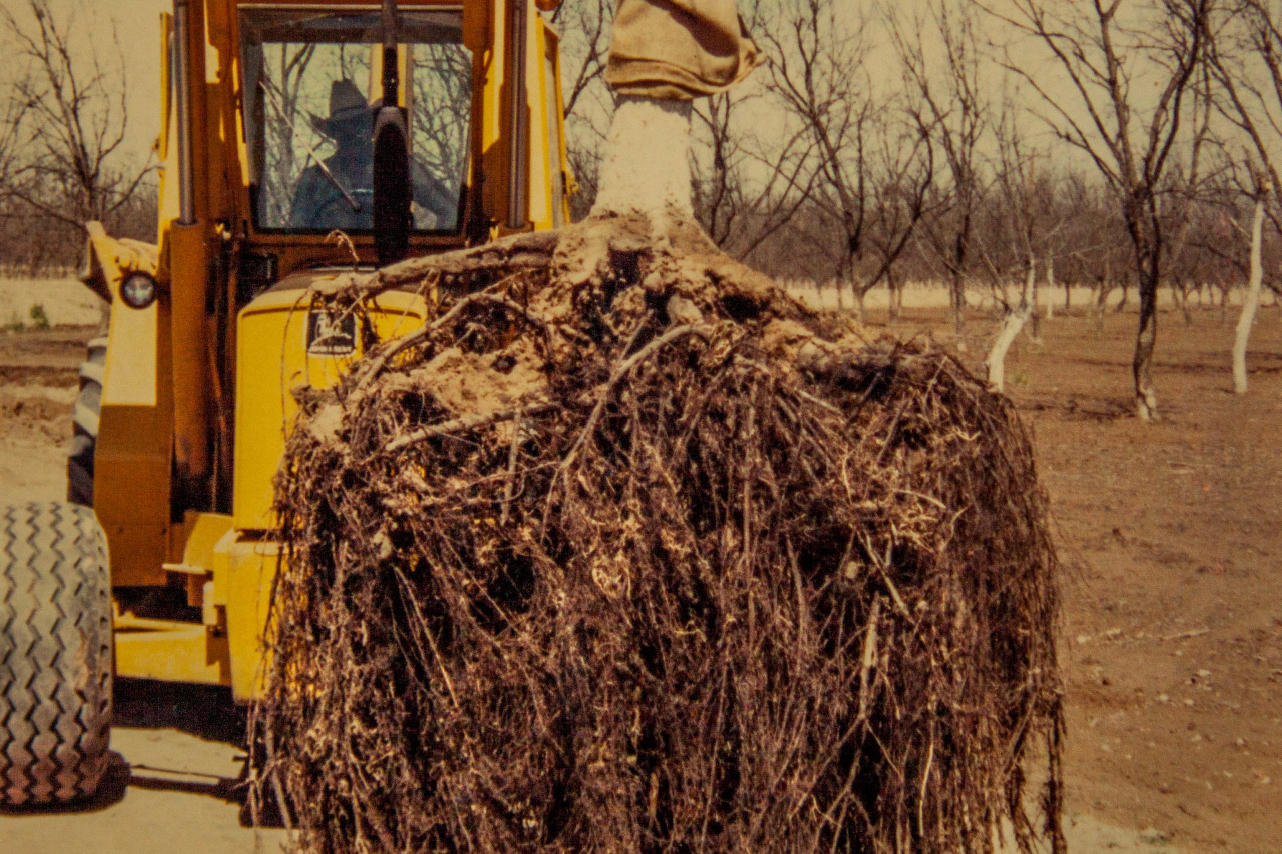 Functionality And Vitality Of Pecan Leaves Pecan South Magazinepecan