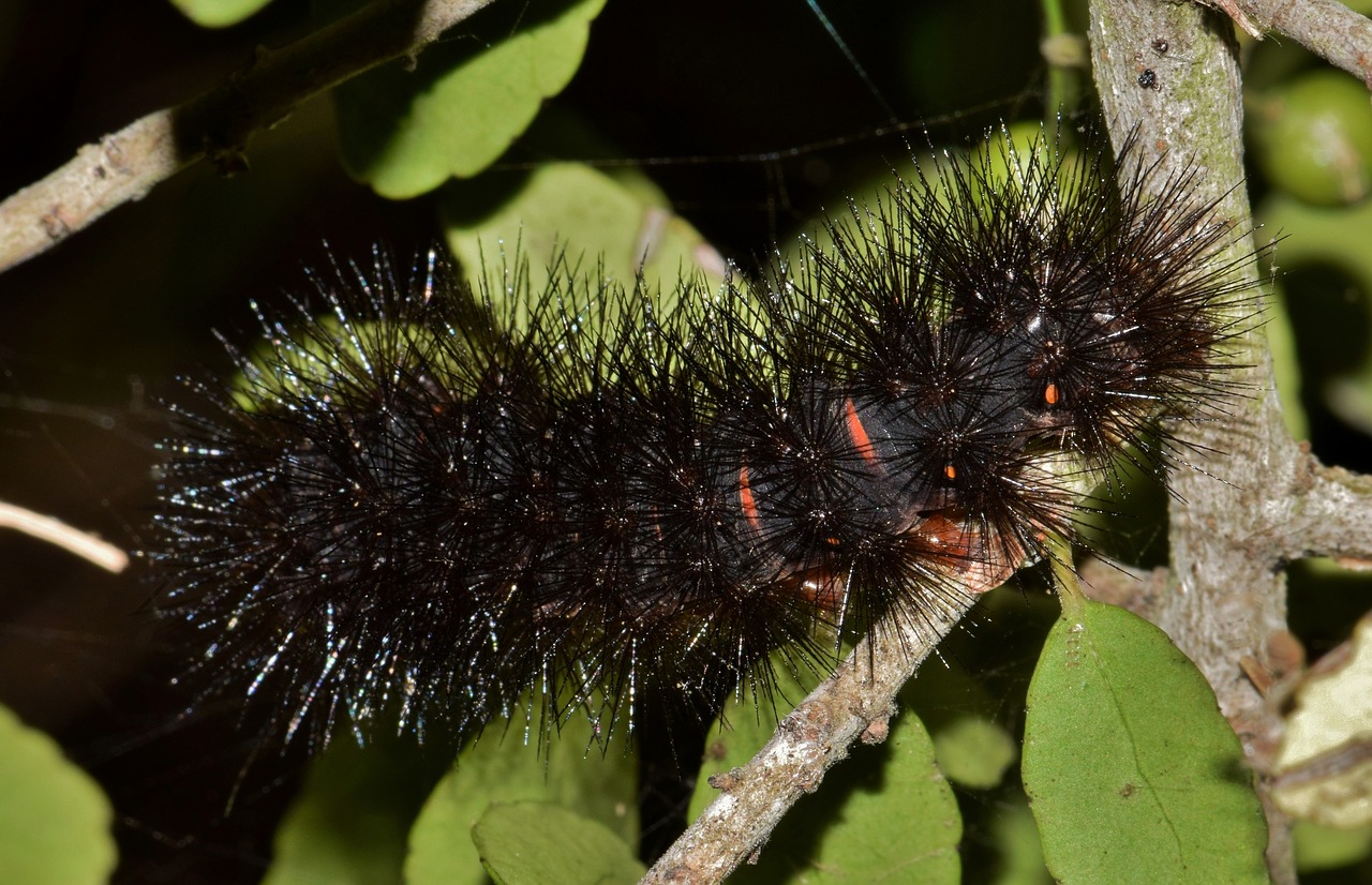 Fuzzy Caterpillar