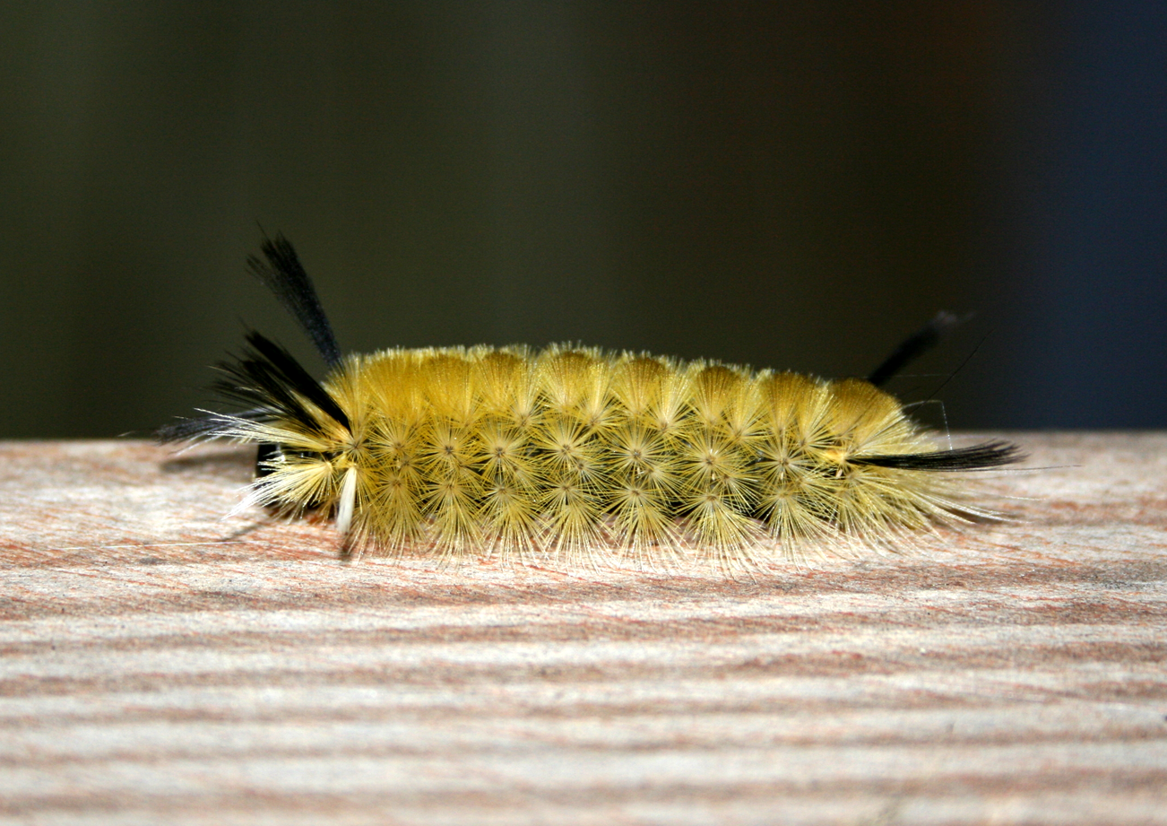 Fuzzy Yellow Caterpillar