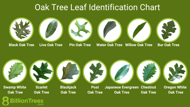 Gardener S Guide To Oak Tree Identification How To Identify An Oak Tree