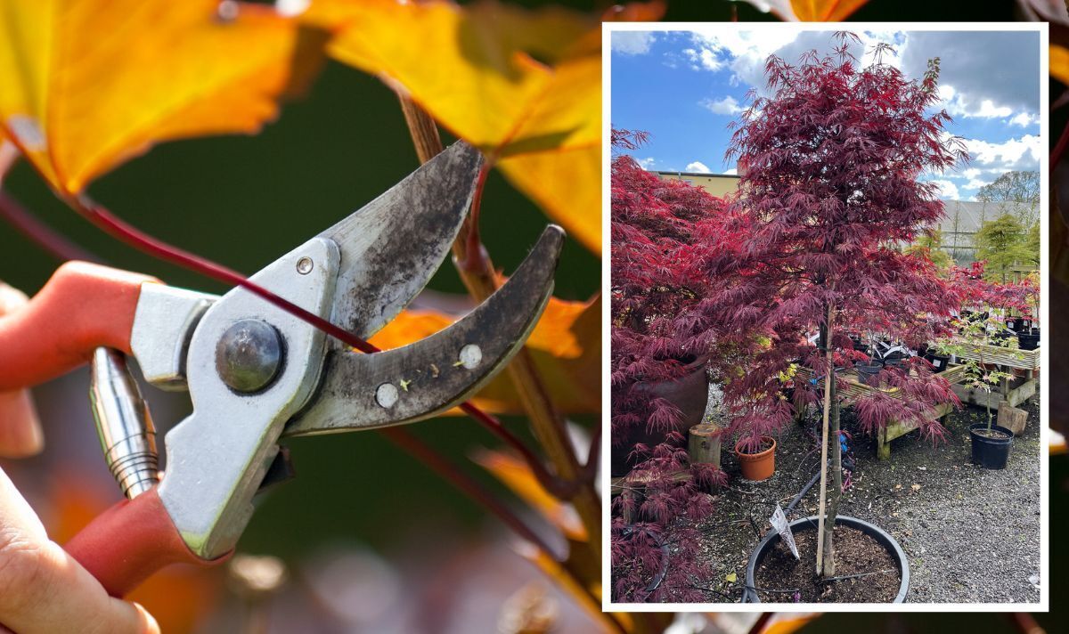 Gardening How And When To Prune A Japanese Maple Express Co Uk