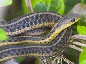 Garter Snake Care Sheet Reptifiles