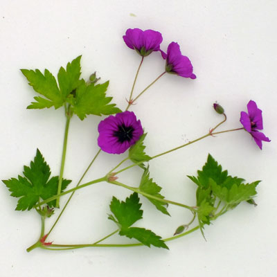 Geranium Ann Thompson