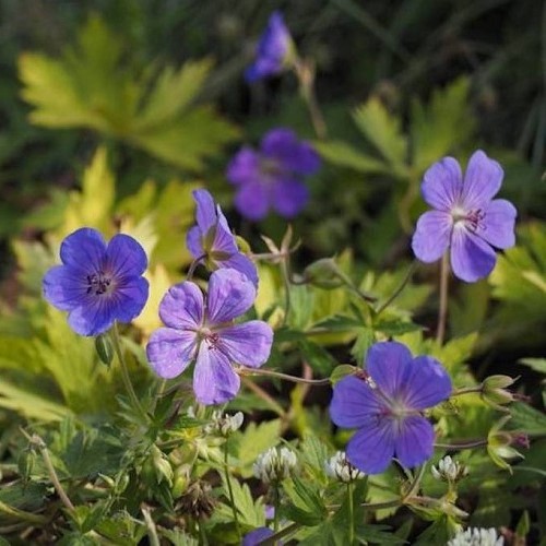 Geranium Blue Sunrise Cranesbill Greenleaf Nurseries