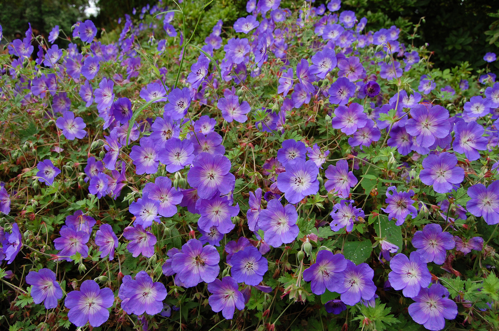 Geranium Rozanne Buy Cranesbill Perennials Online