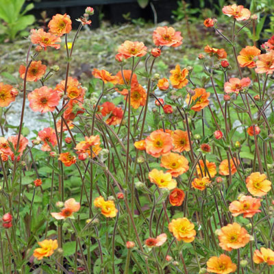 Geum Totally Tangerine Uk