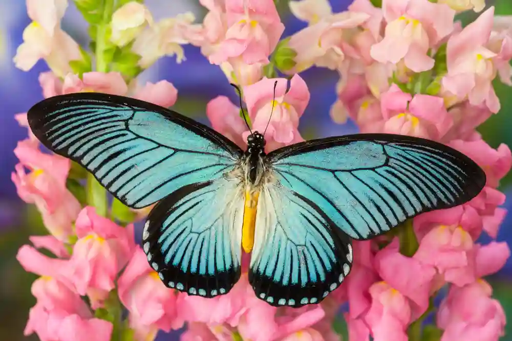 Giant Blue Swallowtail Butterfly Identification Facts Pictures