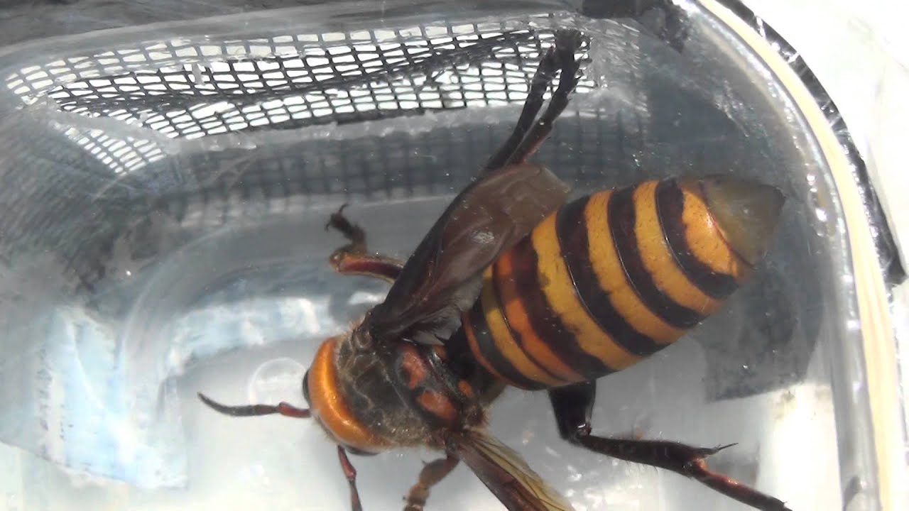 Giant Japanese Hornet: Prevention And Safety Tips