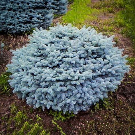 Globe Blue Spruce