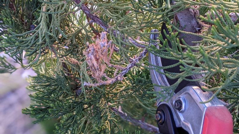 Gray Owl Juniper Guide: Planting To Pruning Success