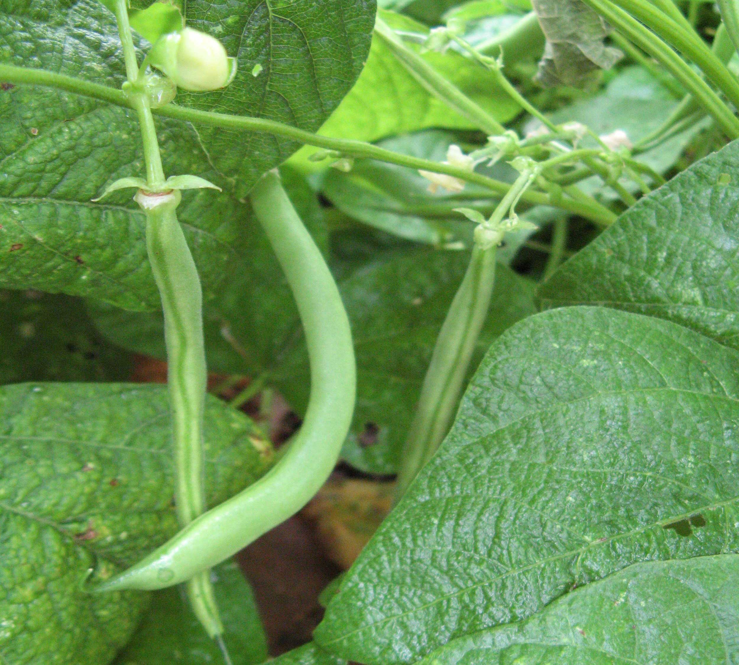 Grow Beans: Fast Results