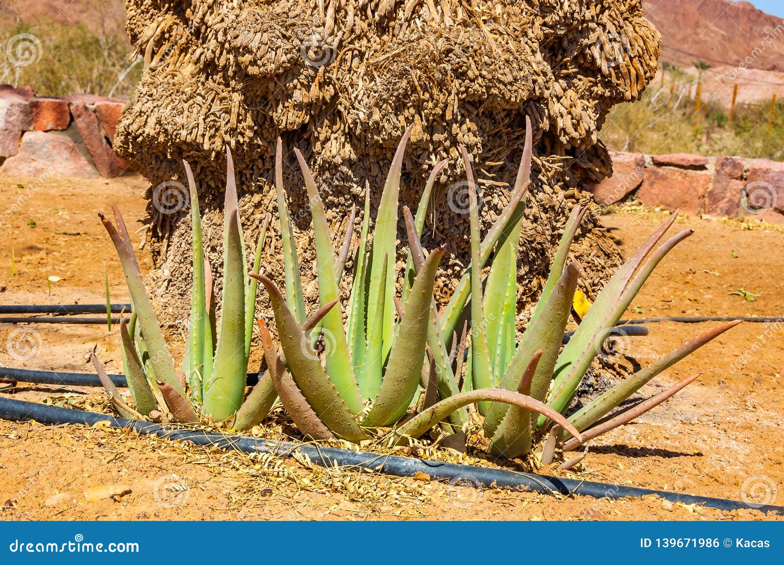 Growing Aloe Vera: Healthy Plants Guaranteed