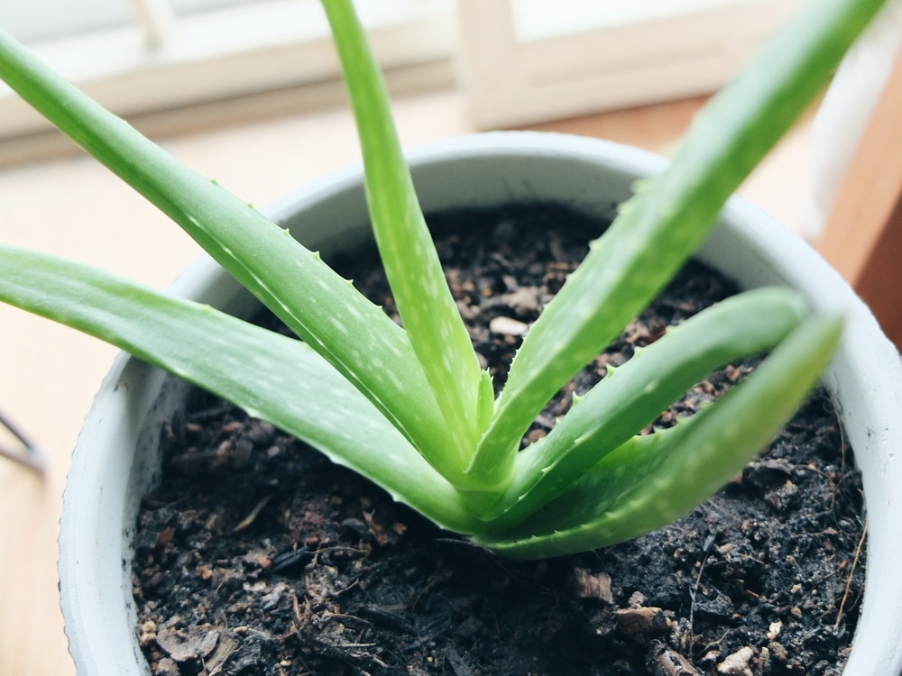 Growing Aloe Vera