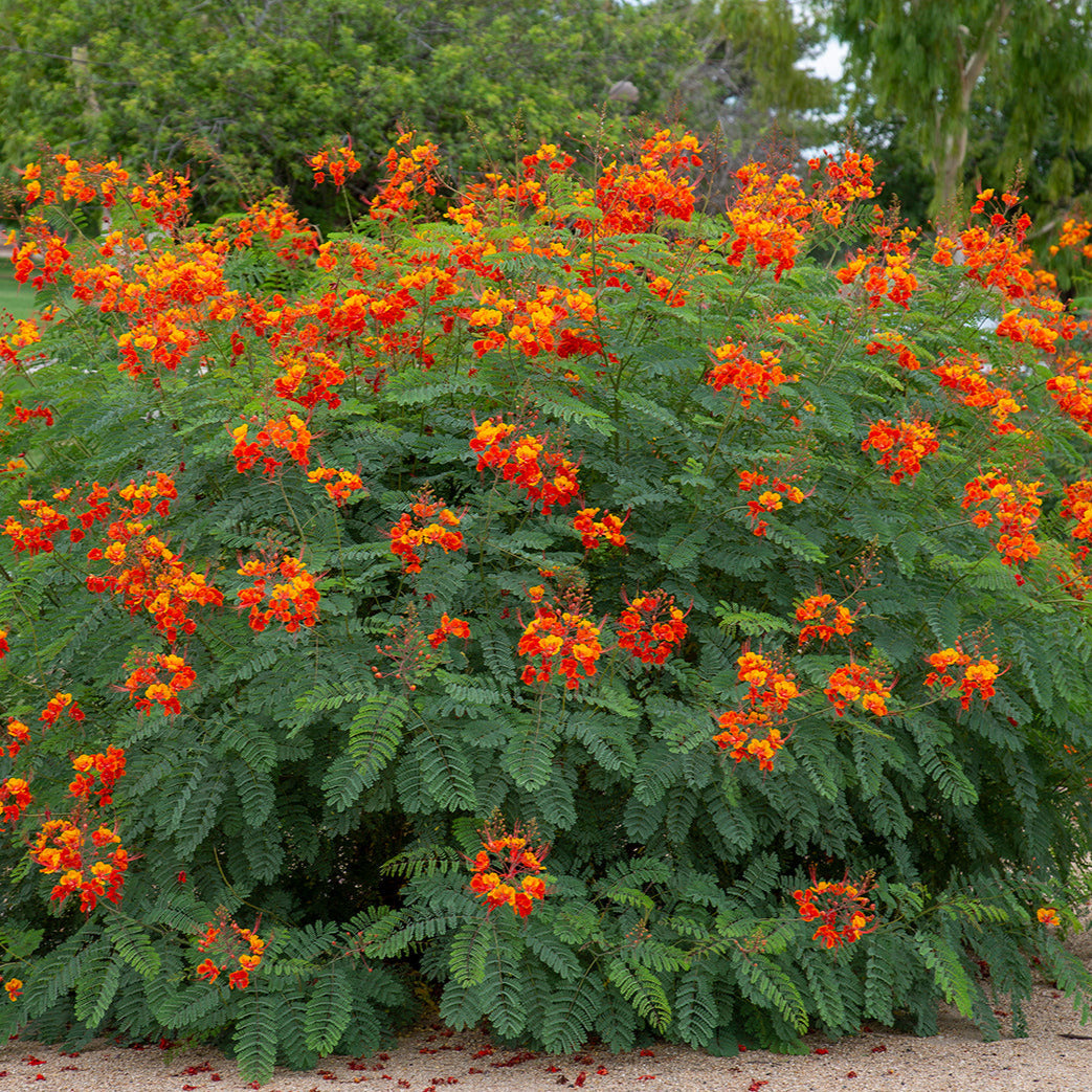 Growing And Care Of Mexican Bird Of Paradise Plant Paradise Plant