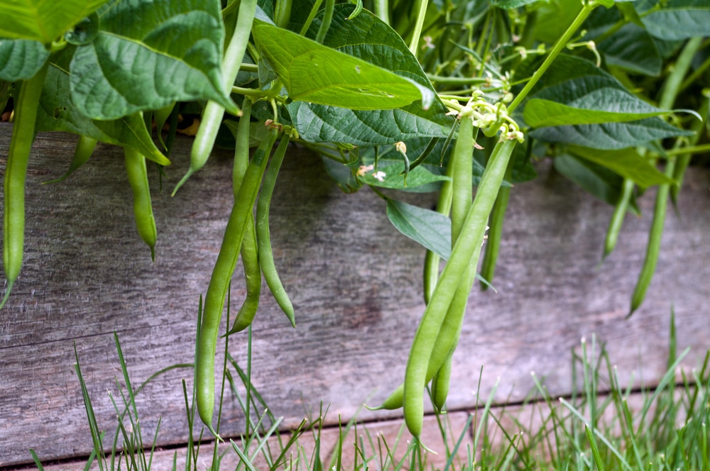 Growing Bush Green Beans All The Top Tips