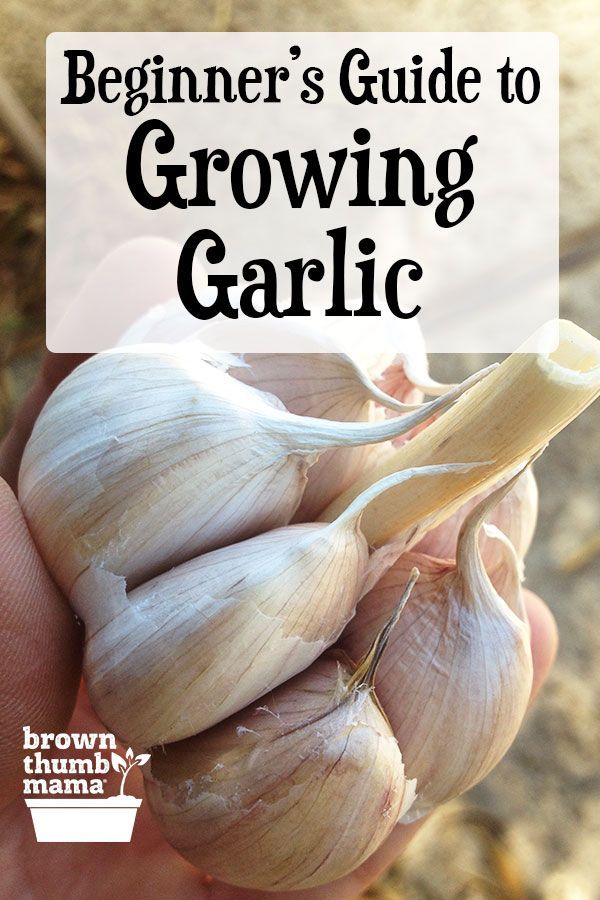 Growing Garlic How To Plant Grow Harvest And Store