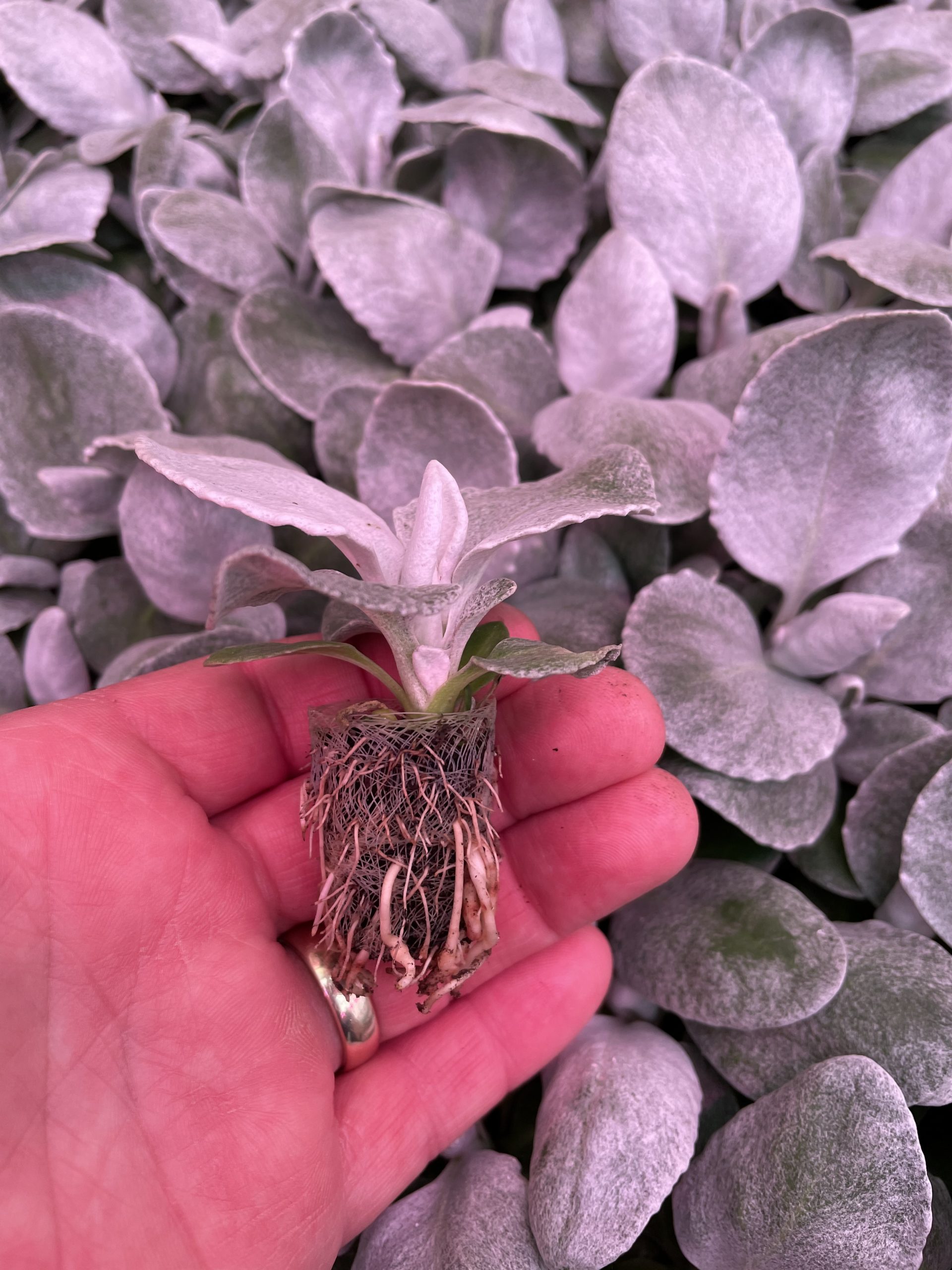 Growing Senecio Angel Wings Mast Young Plants