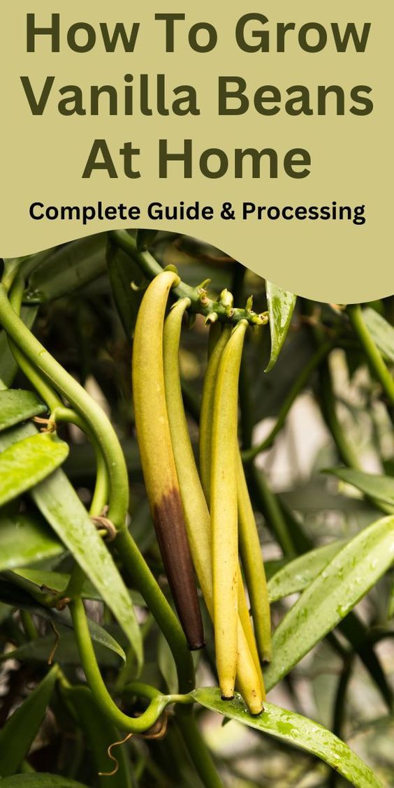 Growing Vanilla Beans: Easy Guide