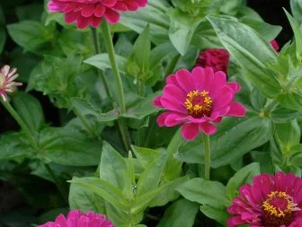 Growing Zinnia Flowers Hgtv