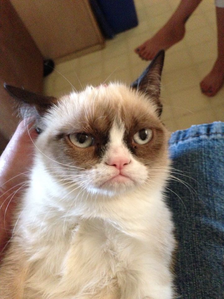 Grumpy Cat Breed Guide: Know Traits