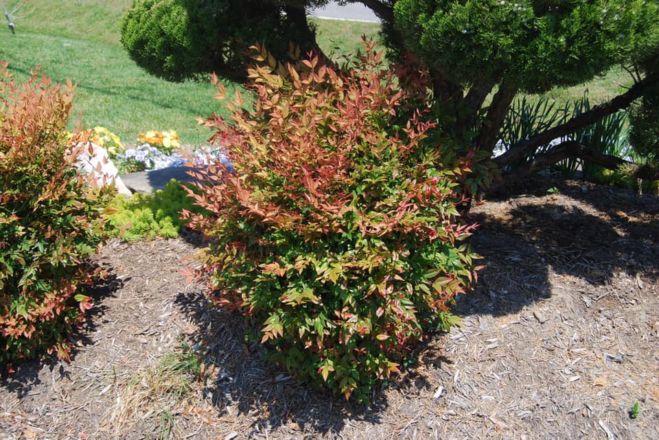 Gulf Stream Nandina