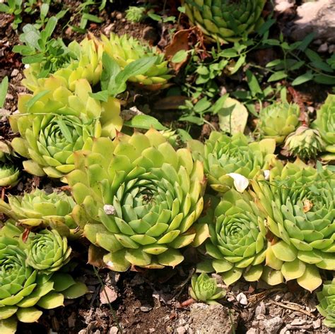 Hens And Chicks: Low Maintenance Garden Solutions