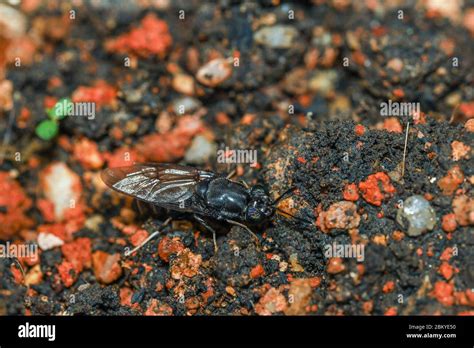 Hermetia Illucens Black Soldier Fly Foraging Into A Compost Pile