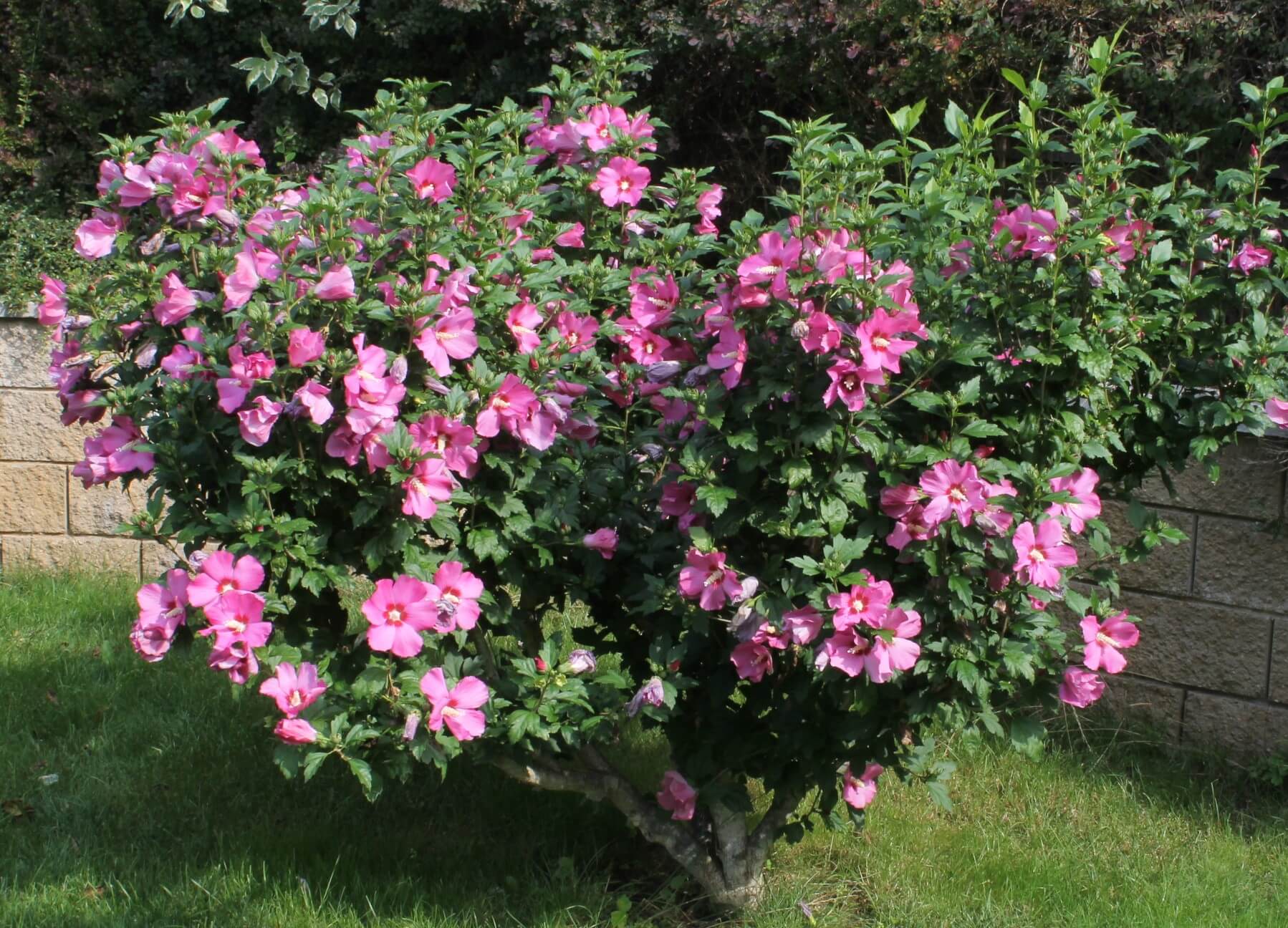 Hibiscus Syriacus Woodbridge Ctr 6L