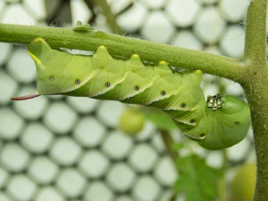 Hornworms On Tomato Plants