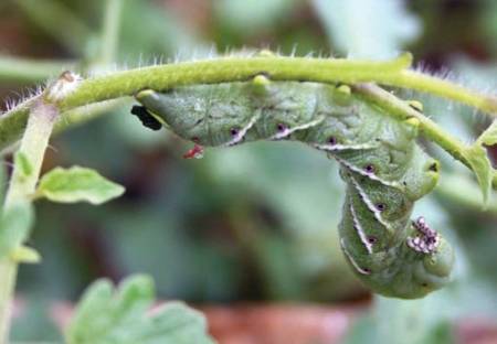 Hornworms On Tomatoes: Identification Guide