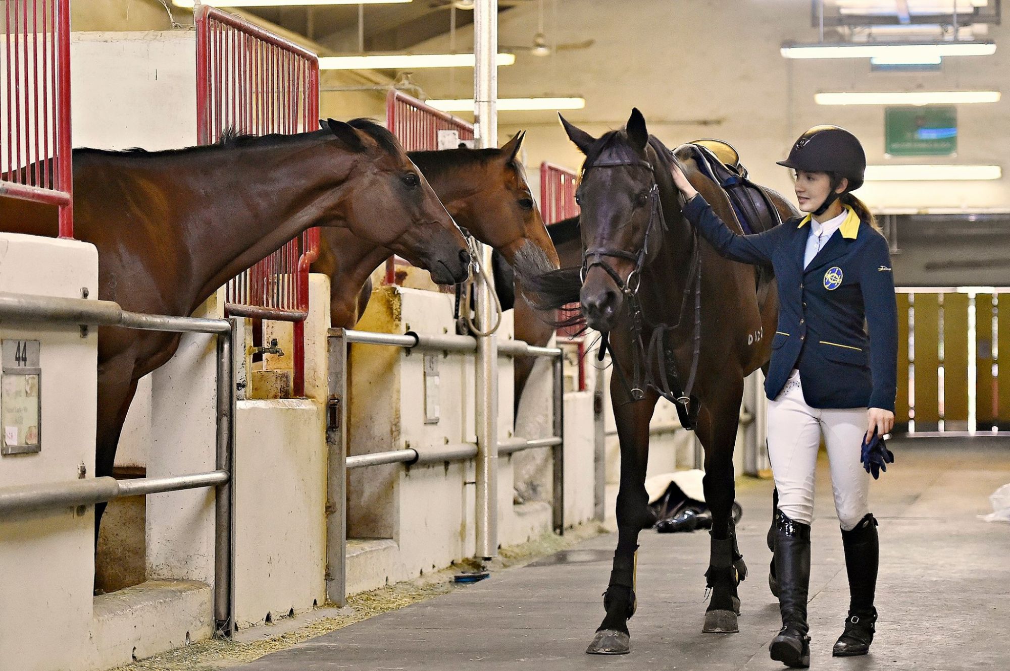 Horse Riding Schools Near Me