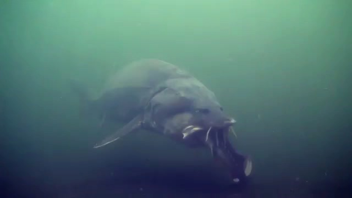 How Big Is Longest Freshwater Fish? Record Breaker