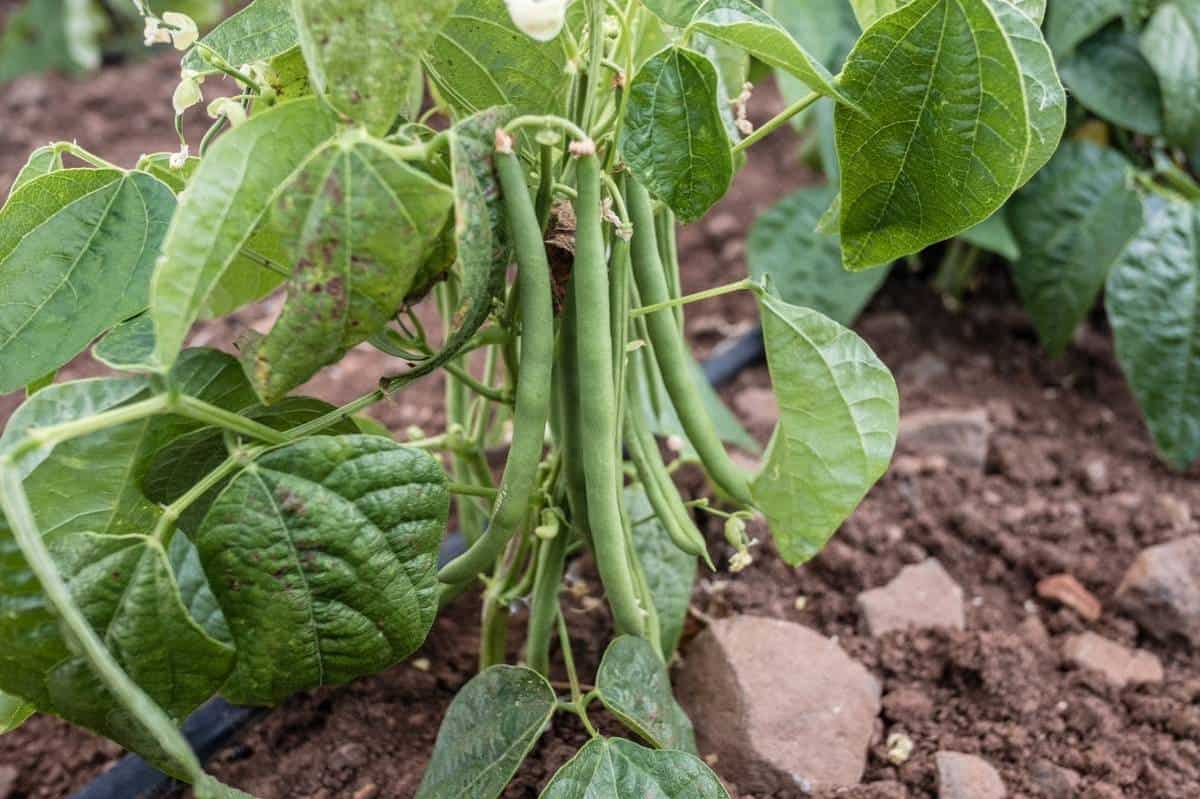 How Do I Grow Green Beans Planting Care Guide Joegardener