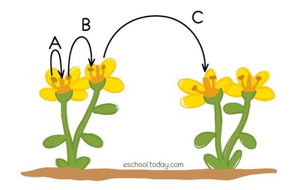 How Does Genetic Variation Affect Self Pollination? Expert Tips