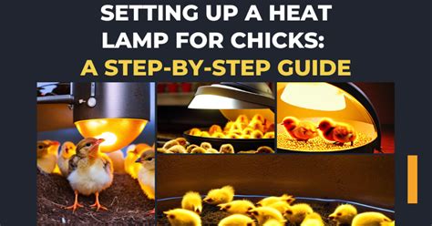 How Long To Use Chicken Heat Lamp? Expert Tips