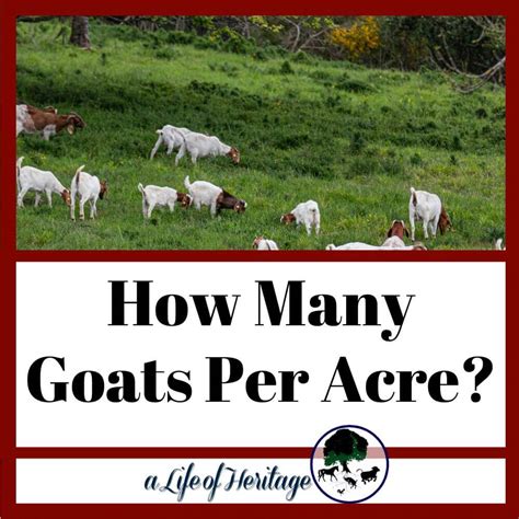 How Many Goats Per Acre