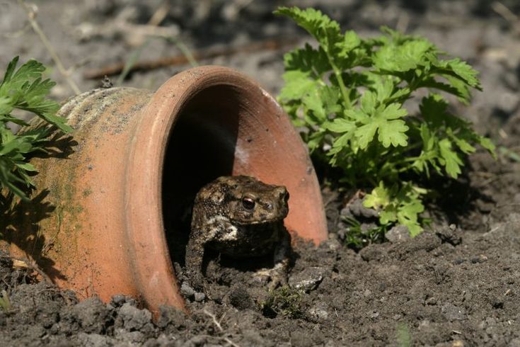 How To Attract Toads To The Garden And Why You Want Them There Toad