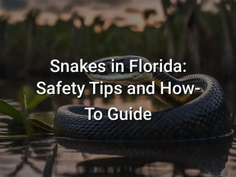 How To Avoid Black Snakes In Florida? Safety Tips