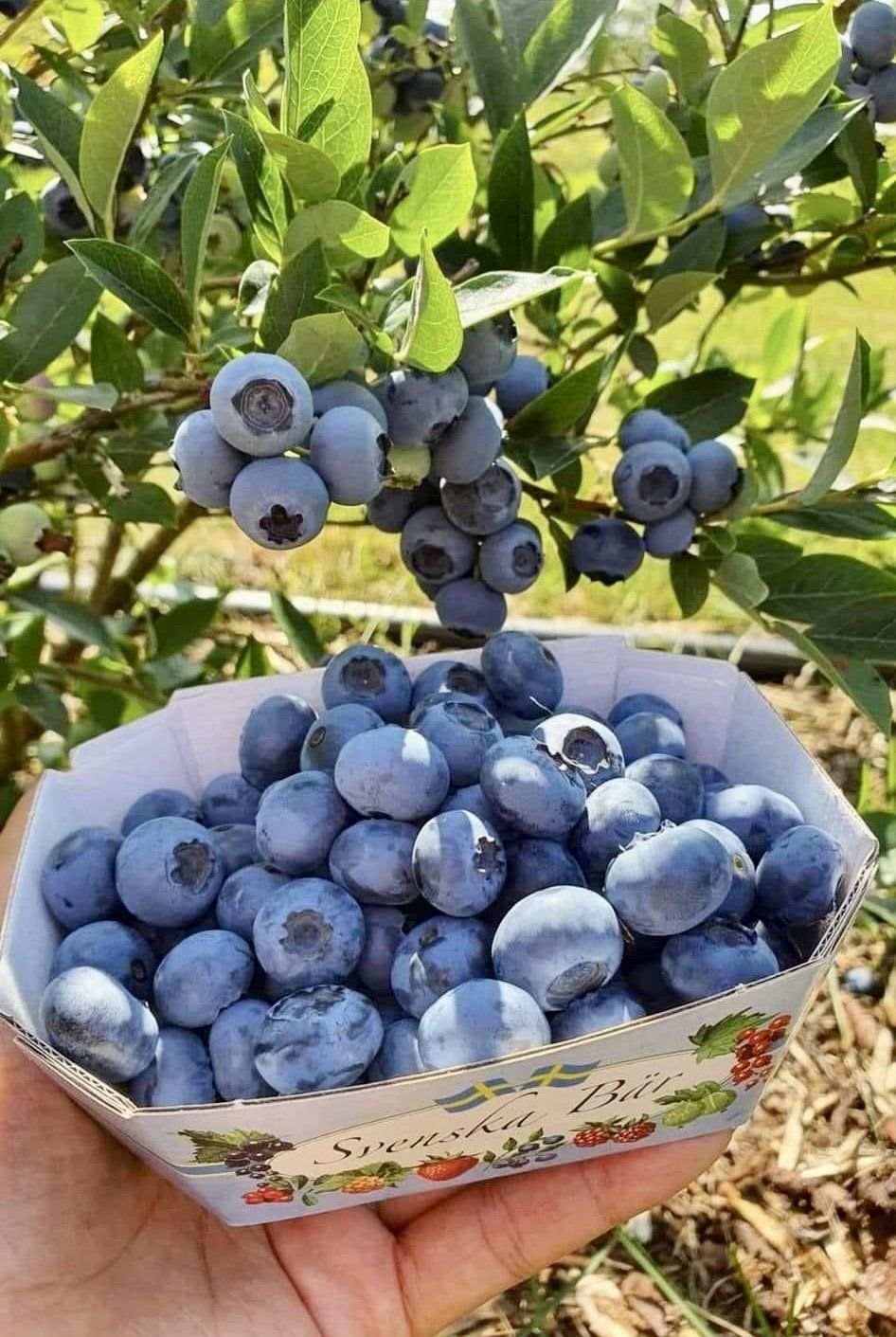 How To Care For Blueberry Bushes Planting Caring And More