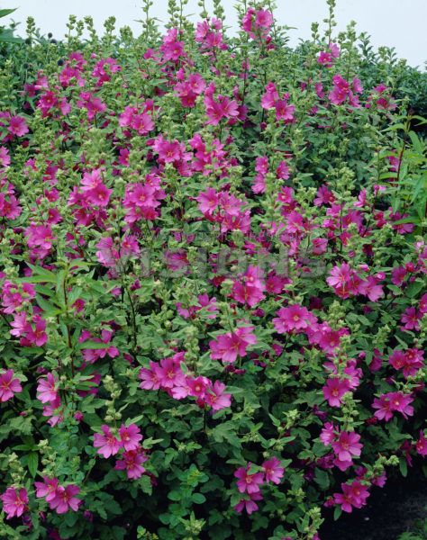 How To Care For Lavatera Burgundy Wine?