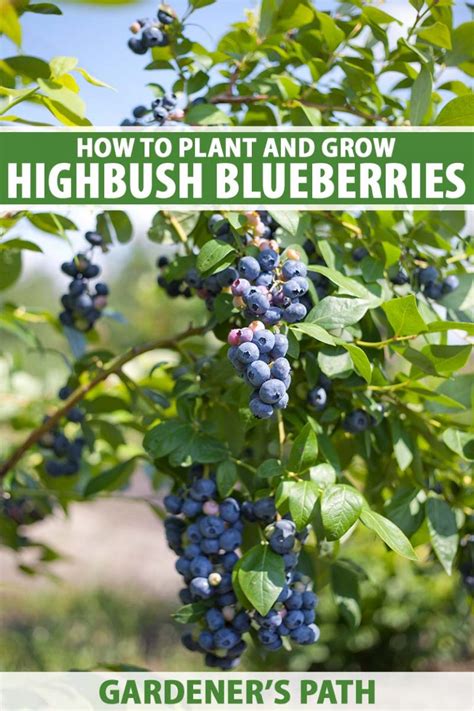 How To Care Highbush Blueberry Plants? Easy Tips