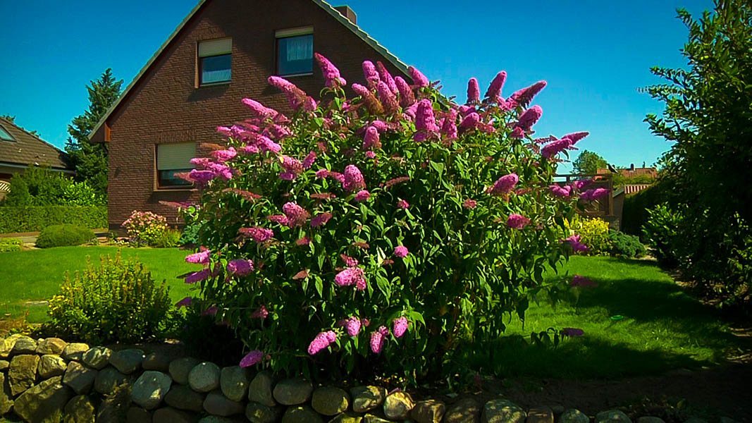 How To Care Pink Delight Buddleja? Expert Advice