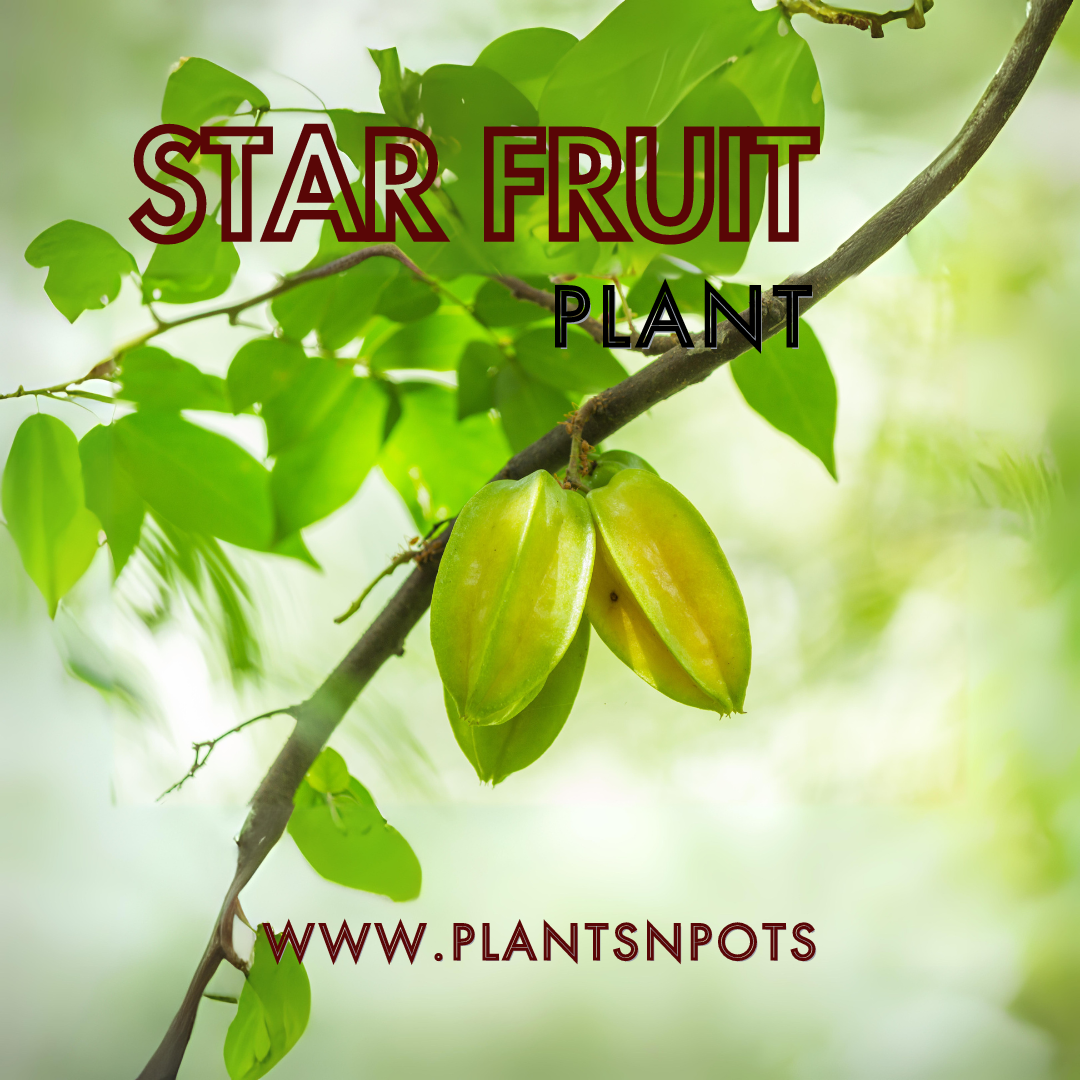 How To Care Star Fruit Plant? Easy Guide